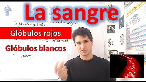 ¿Es buena la sangre de vacuno?