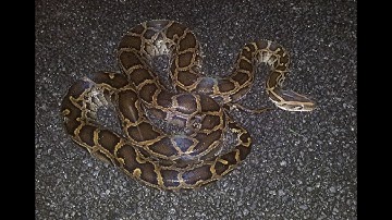 BIG Burmese Python found in the Florida Everglades!
