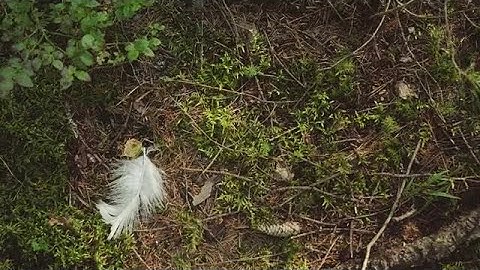 White Feather Falls Stock Video