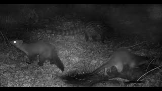 Garduña, Gineta y Nutria