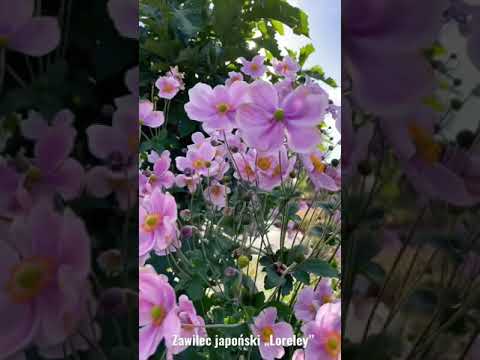 Wideo: Anemone Frotte (24 Zdjęcia): Sadzenie I Pielęgnacja Kwiatów Na Otwartym Polu. Wieloletnie Odmiany Anemonu