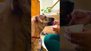 Minivlog#6 bolt eating icecream! How to hydrate dogs in summer  #dog #dogtraining #doglove #dogs