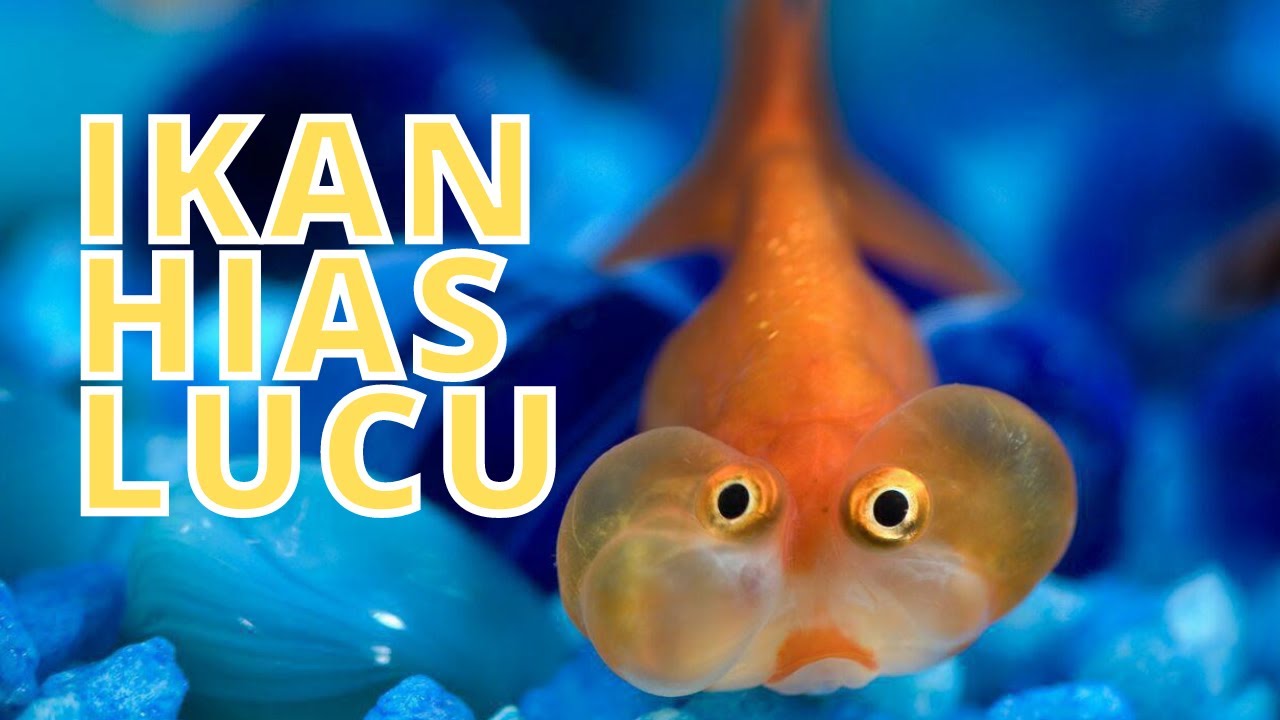 6 Ikan Hias Lucu untuk Koleksi Aquarium Air Tawar YouTube