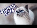 Cute Birman Cats Playing and Meowing | Lovely Birman Kittens Compilation!