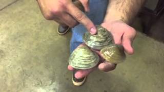 Clam Sizing!
