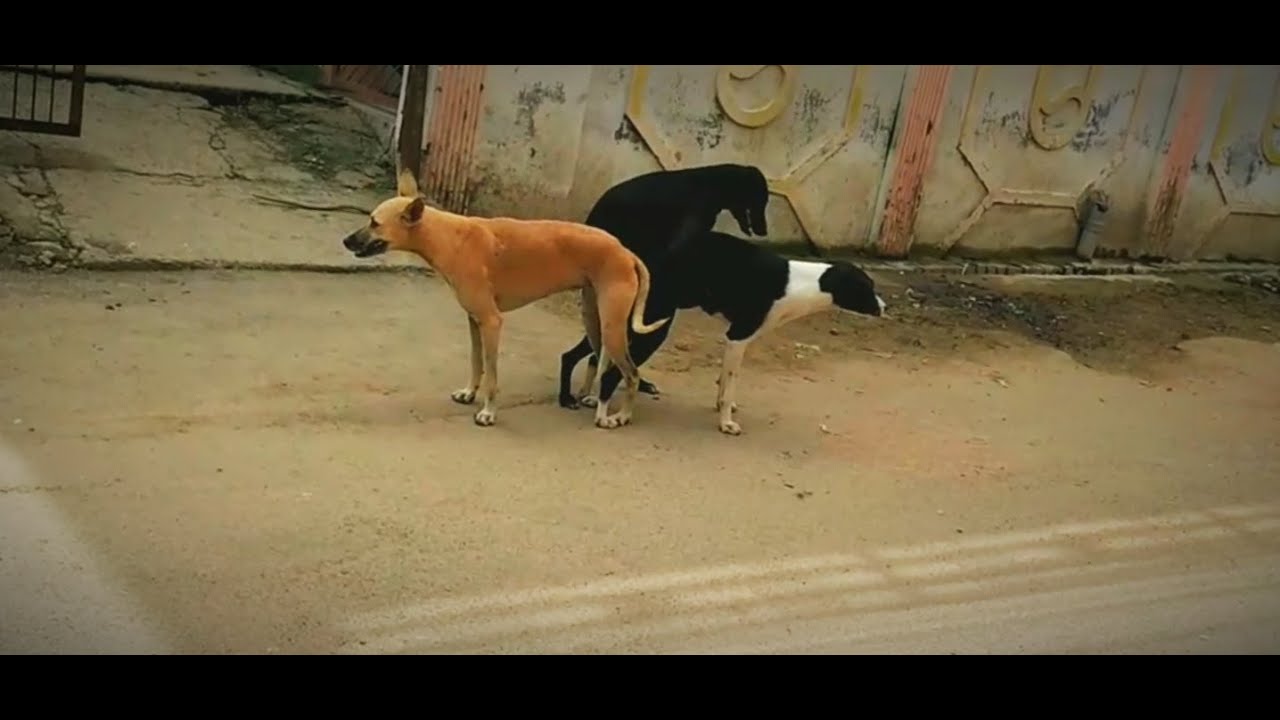 Dog and bitch clashed at the intersection Relationship between dog and bitch Meeting of two dogs and one bitch