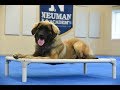 Hazel (Leonberger) Boot Camp Dog Training Video Demonstration Hazel (Leonberger) Boot Camp Dog Training Video Demonstration