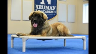 Hazel (Leonberger) Boot Camp Dog Training Video Demonstration