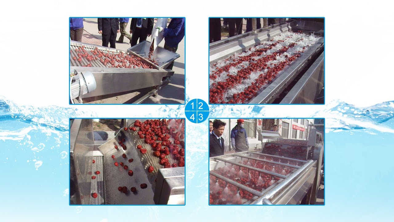 Industrial palm date washing,sorting, drying machine | fruit date ...