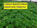 ТОМАТ ДЕМИДОВ - НЕПРИХОТЛИВЫЙ.  "ТОЛСТОНОГИЙ"! ОБЗОР РАССАДЫ. Ольга Чернова.