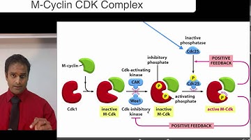 M Cyclin CDK Complex