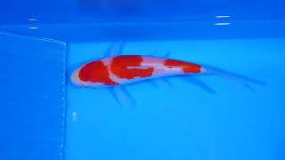 Download Lagu KO-V23-12311 MP3