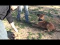 Puppy Training - Teach your puppy to pay attention