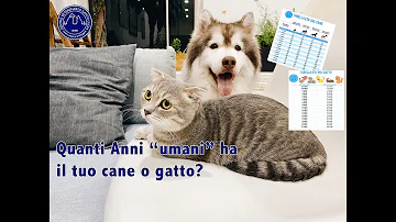 Quanti anni ha il cane in anni umani?