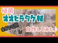 カワラ材ならぬ【オオヒラタケ材】オオクワ産卵用に自作‼︎