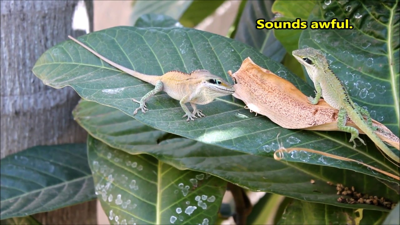 insects picture The Most Important Video Ever Made (featuring these two anoles)