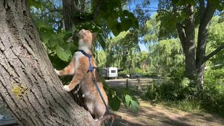 Medi Cat has mastered the art of tree climbing by Medi Cat 69 views 1 year ago 55 seconds