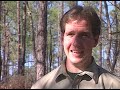 29 Longleaf Pine Discovering Alabama