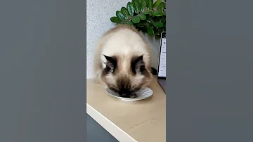 Никогда не покупайте эти корма кошкам