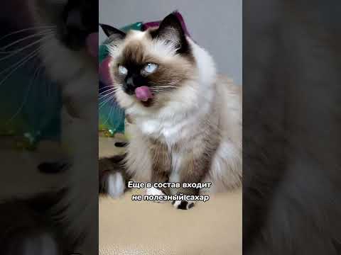 Видео: Едят ли кошки помимо кошачьего корма?