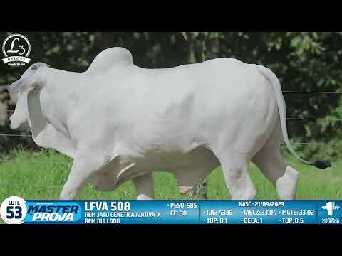 LOTE 53