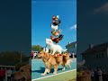 #Animal Acrobatics #Animal Confusing Behavior #Cute Pets #Wonders of the animal world