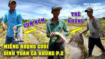 Săn Bắt Cá Theo Máy Cắt Trúng Ổ Cá Trê Khủng, Rắn, Cúm Núm Thấy Mê P.2/Catch The Fish/NGÃ NĂM TV