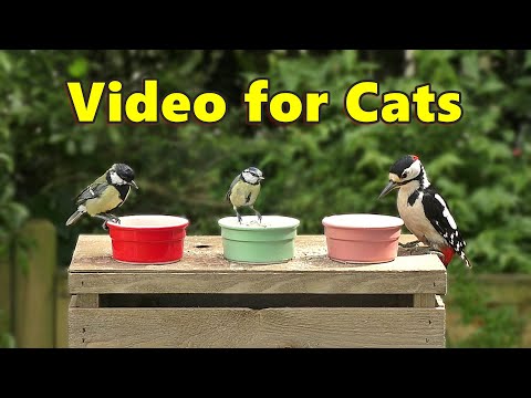 Birds for Cats to Watch on The Little Pots / Cat TV - Birds for Cats to Watch on The Little Pots / Cat TV