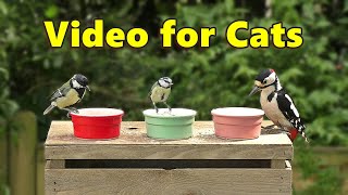 Birds for Cats to Watch on The Little Pots / Cat TV by Paul Dinning 1,637 views 1 month ago 1 hour