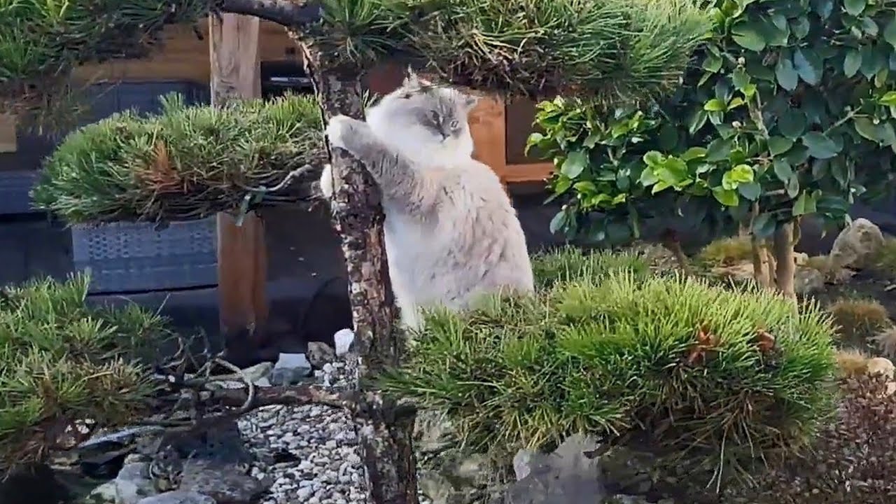 Cat Runs Into Bonsai Tree