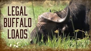 Legal Requirements to Hunt Dangerous African Buffalo | 3