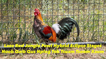 Laos Red Jungle Fowl Hybrid In Eclipse Stages | Qaib Qus Nplog Teb Tsuam Tsoov Xaum