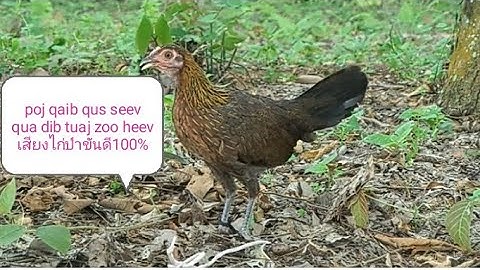 Poj qaib qus seev qua dib tuaj zoo heev 100% เสียงไก่ป่าไก่แม่ขันดี 2021