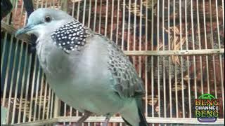 SUARA MANUK DERKUKU BETINA LOKAL BIRAHI MEMANGGIL JANTAN - Sangat ampuh dan cepat buat pancingan