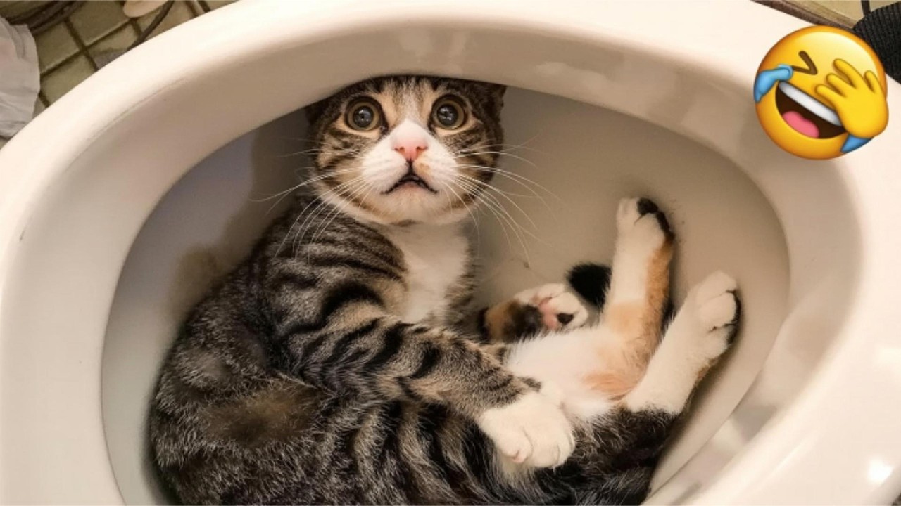 You Laugh You Lose 😹 Funniest Cats of 2026 🤣