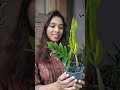 Repot  grow zz plant from cuttings