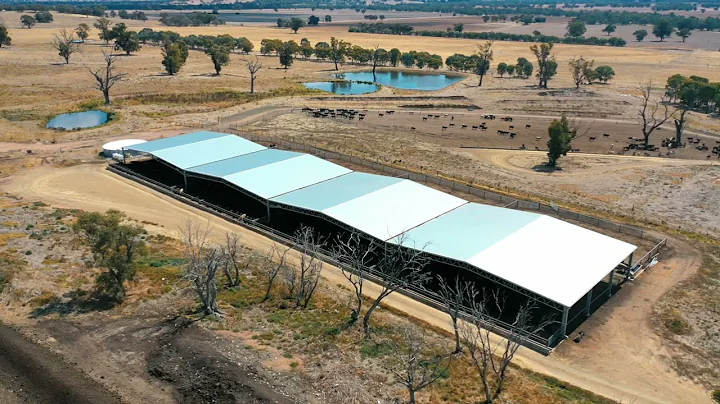 Long Gully feedlot's journey to adding shedding for cattle