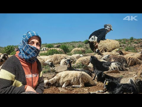 Çoban Kızı Edanur'un Koyun ve Keçi Sürüsü | Belgesel ▫️4K▫️