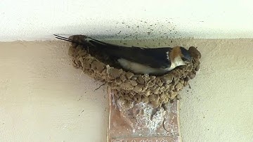 Red Rumped Swallows - Building The Nest