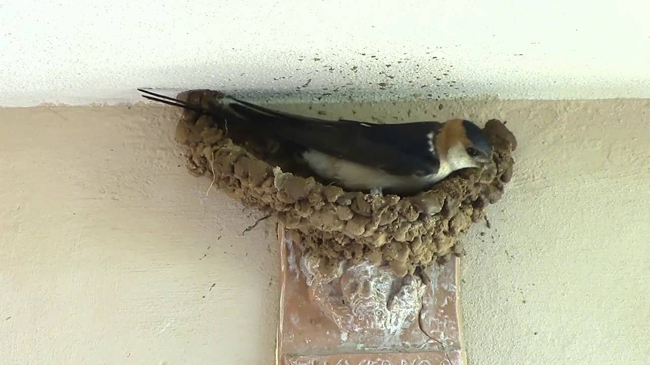 Red Swallows - Building Nest -