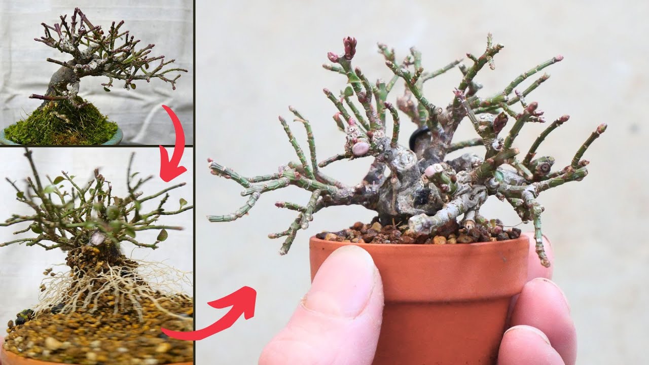 【小真弓】取り木で作る5㎝のミニ盆栽　Euonymus alatus　#21