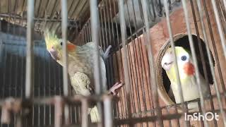 মঠ মঠ সজদয সনদর কথ বল ককটল পখ Arkomubinvlog