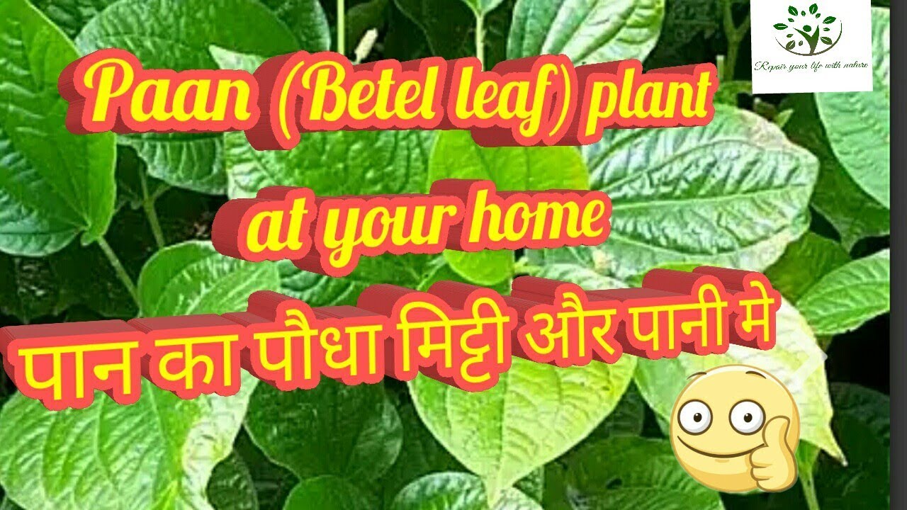 Ep 24 how to grow paan betel leaf plant in soil and water from
