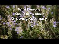 Wonderful Rosemary: Care Tips, Uses & What You Need To Know / Joy Us Garden