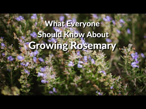 Video: Tuscan Blue Rosemary Care - Tuscan Blue Rosemary Kekerasan Dan Maklumat Berkembang