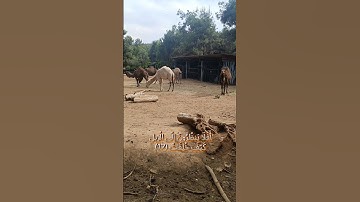 أفلا ينظرون إلى الإبل كيف خلقت #قرآن #عبدالرحمن_مسعد #الإبل #تجويد