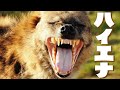 【ハイエナの進化】~なぜ骨を食べられるようになったのか？~