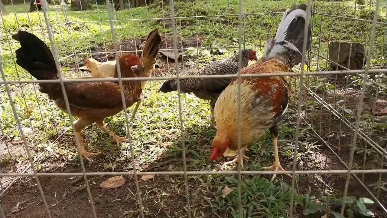 International Gamefowl Festival Bulik or Dom my own breed YouTube