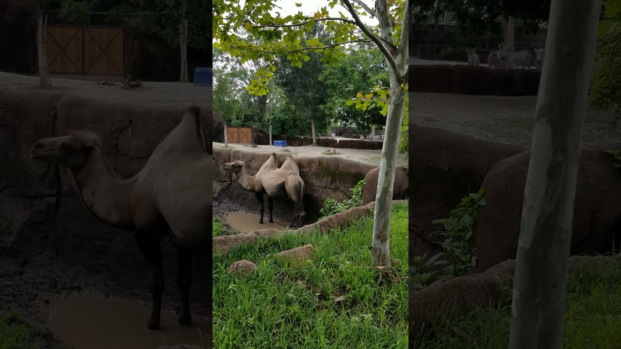 STL ZOO 5Camel