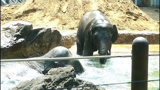 20240521 上野動物園　アジアゾウ　砂山にゴロンとするアルン　ウタイママに続いてプールに入るアルンくん　ママの背中に乗ろうとするアルンくん　プールから出て一緒に砂浴び